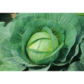 Cabbage20120kg 600x600 1