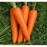 Carrot20Karuda 600x600 1