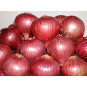 Onion 600x600 1