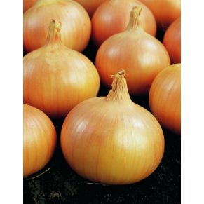 Onion20Yellow 600x600 1