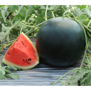 Watermelon 600x600 1