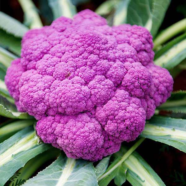 cauliflower Purple