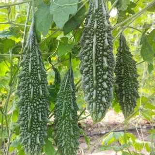 Bulk Vegetable Seeds Archives Agrisetu E Market