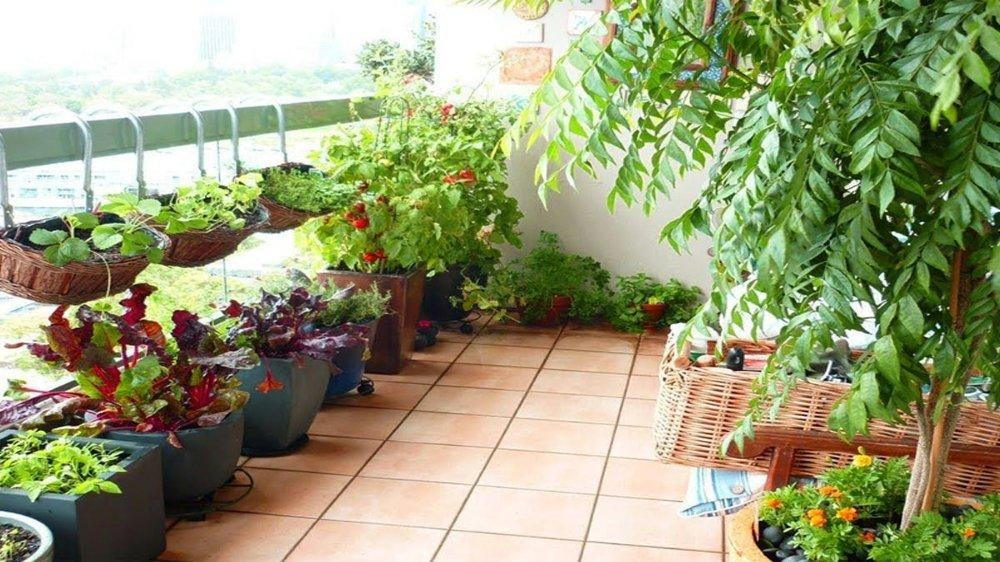 Kitchen Gardening and Planters