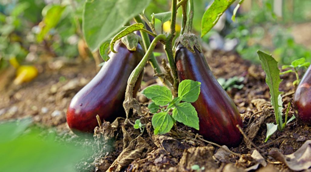 Eggplant