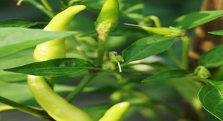 Green pepper