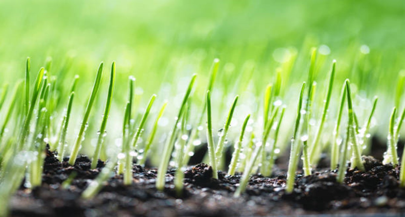 Learn How To Grow Grass Seeds! - Agrisetu E-Market