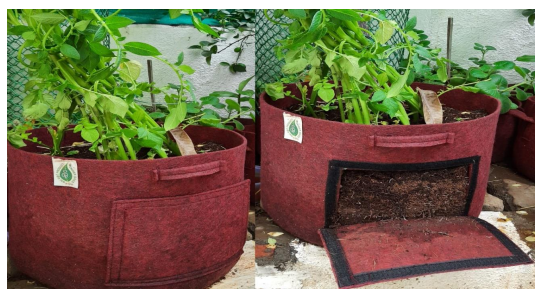Geo Fabric Potato Grow Bag 15 x 12 inches Soil Volume ~ 30 litters (500  GSM) - Agrisetu E-Market