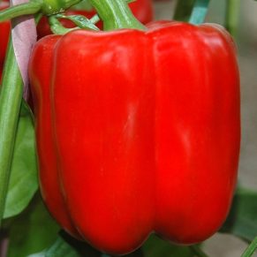 csc red capsicum