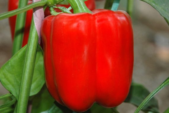 csc red capsicum