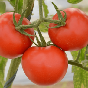 csc tomato