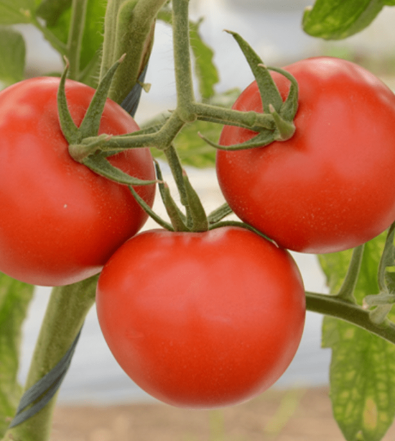 csc tomato